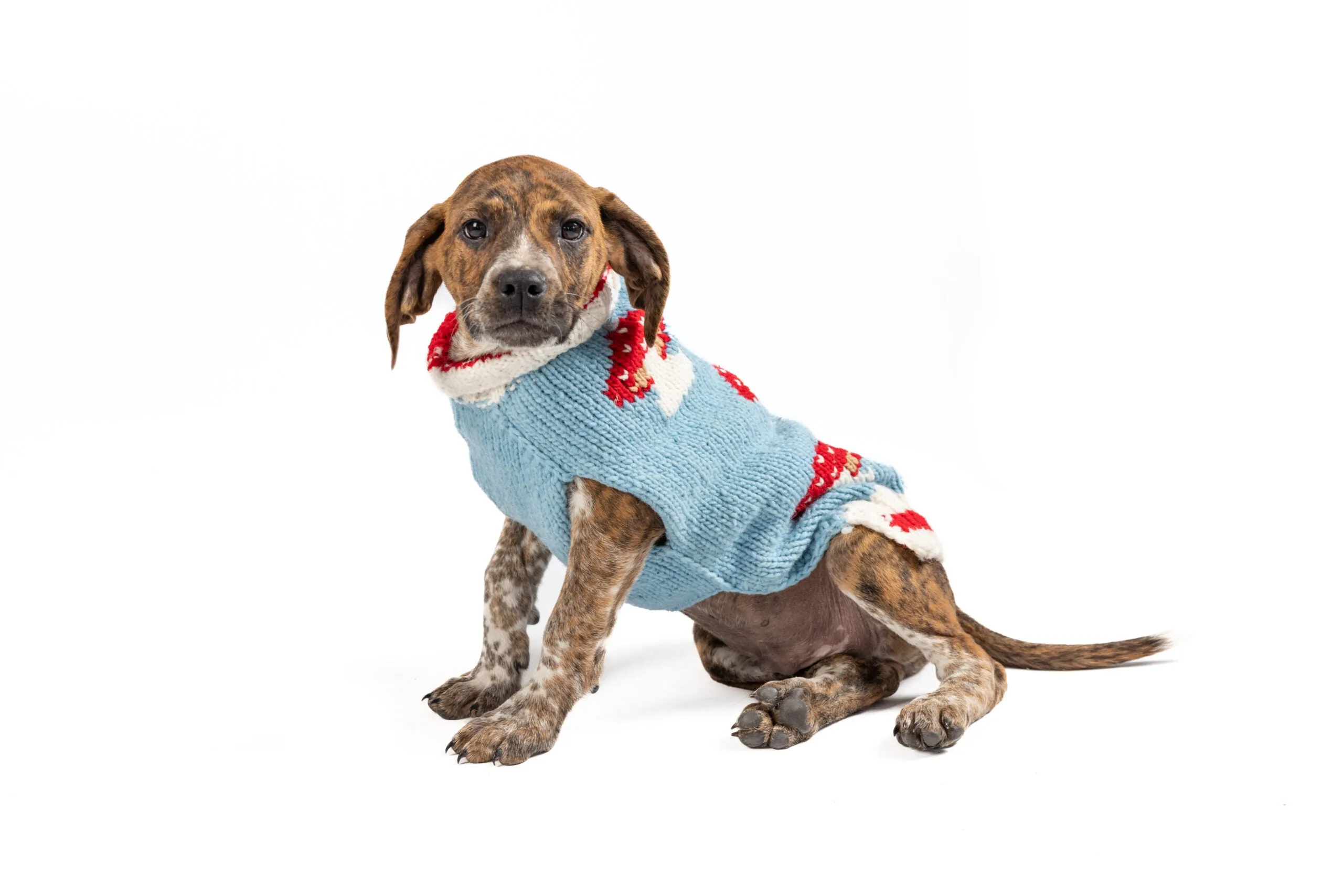 Mushroom Hand Knit Wool Dog Sweater by Chilly Dog